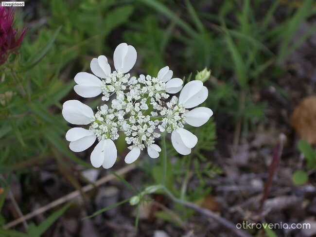 Не виждате ли мравката? :о)
