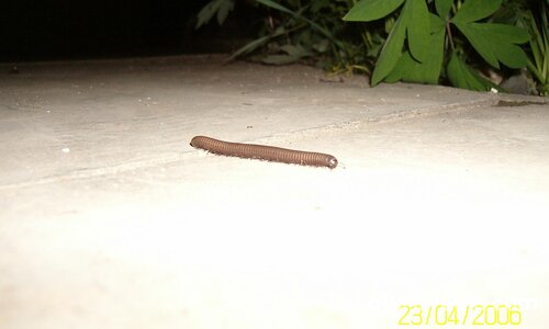 Нощен беглец