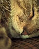 Eramea (Мариела)