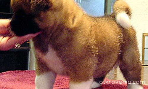 Сладурче :)))