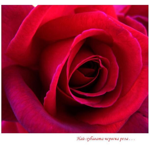 дръзка нежност