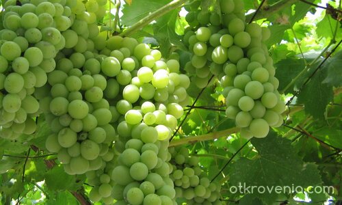 Нужда от слънчеви целувки