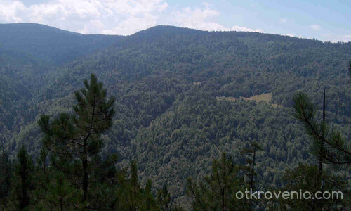 някъде из Велинград /пеизажи и елитни черборови насъждения/
