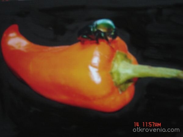 бръмбарче ...