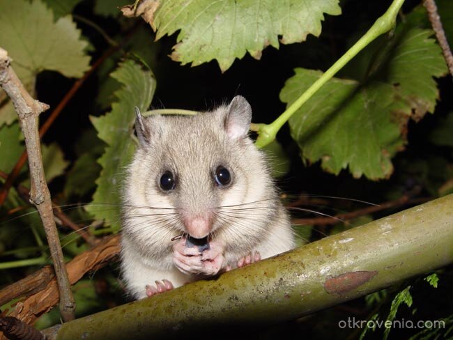 СлАдУрЧеТо ;)