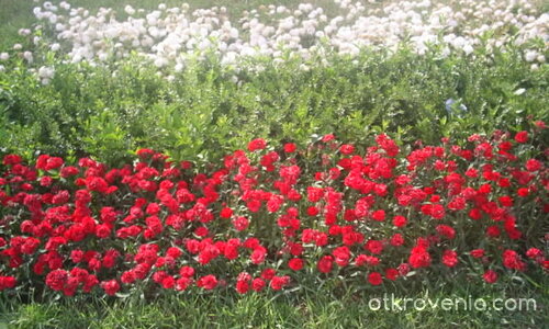 ПатриотизъМ