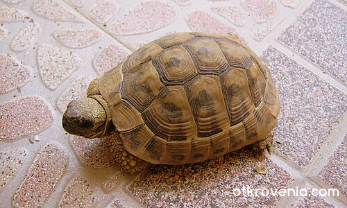 Бавно, но сигурно!