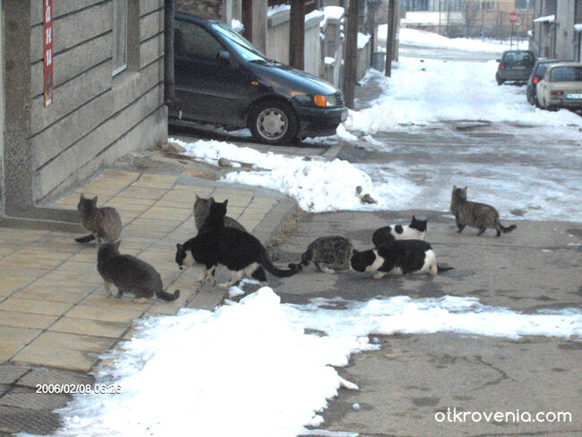 Търсене на храна из града през студена зима