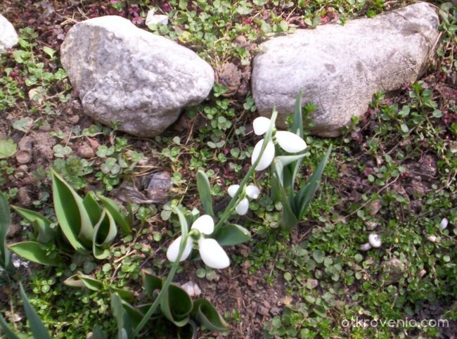 И през тази пролет...