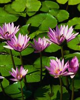 didislava (Дидислава)