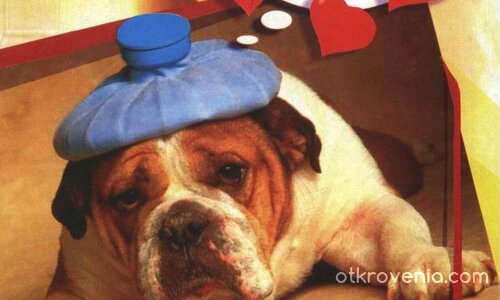 Куче със сърце