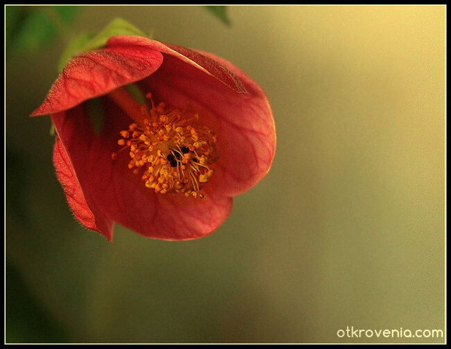 Крехко настроение