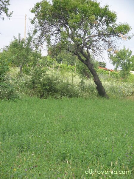 Зелена терапия