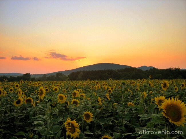 всред "УТРОГЛЕДИТЕ"