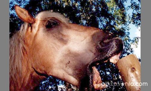 Вижте ми зъбките