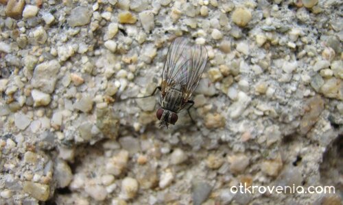  С дъга в крилете...