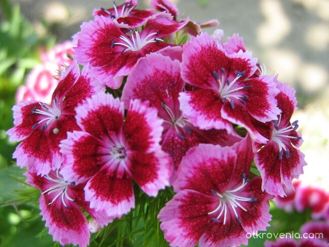 сама китка :)