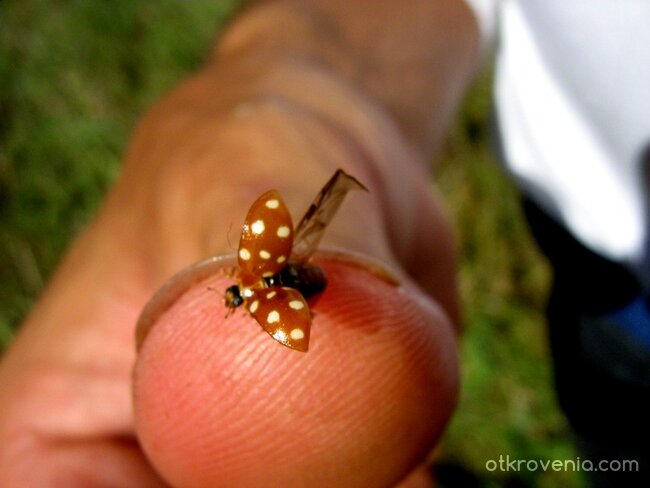 В недокоснатото от години място, припомням си случки забавни...