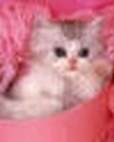 kudos (Жени Данева)