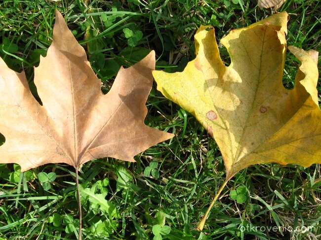 Братя по съдба