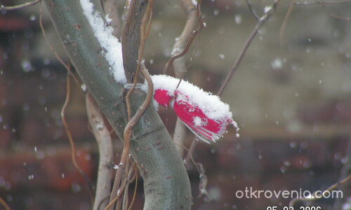 заспала мартеничка