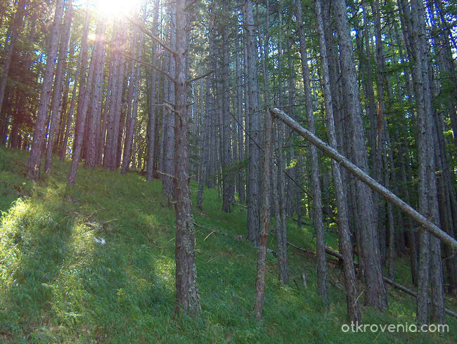 някъде из Велинград /пеизажи и елитни черборови насъждения/