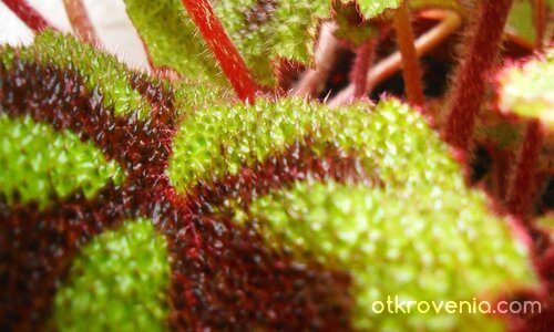 ново растение, този път бодливо :) като джунгла е