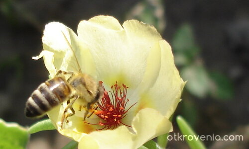 Ежедневието на една пчеличка