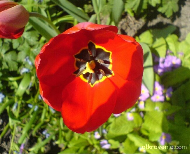 С дъх на пролет