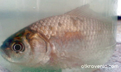 эад стъклото