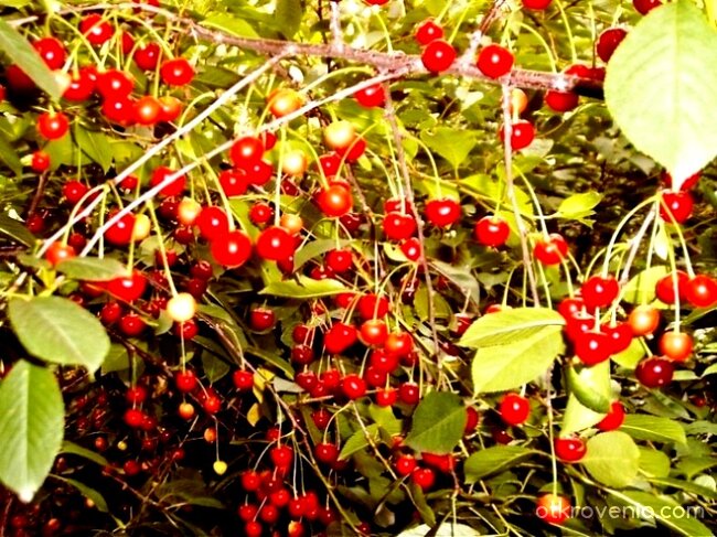 Алено съзвездие