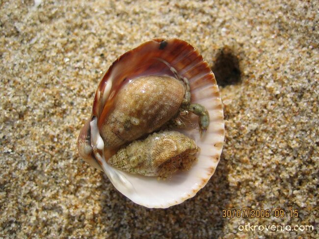 Малките рачета...