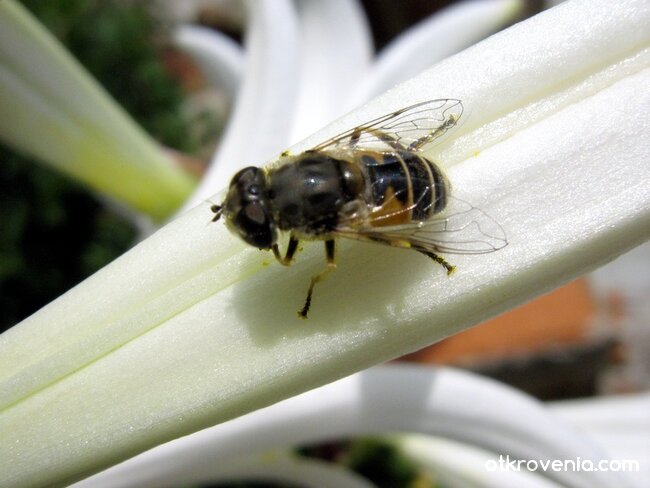 Насекомо... макро