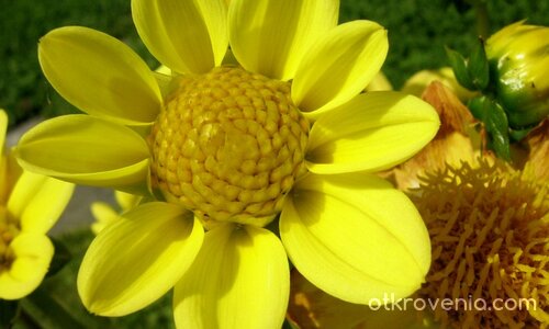 ...цвете в полите на Балкана...