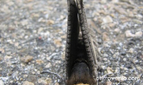 Палубен изтребител в изчакване за нощни полети...:)