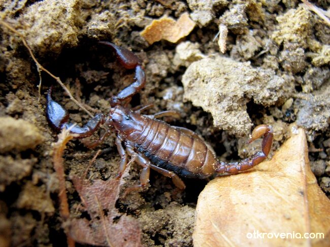 Прощавай, приятелю! Синът ми е по-скъп...