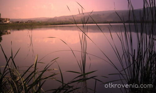 Декор за "Лебедово езеро".