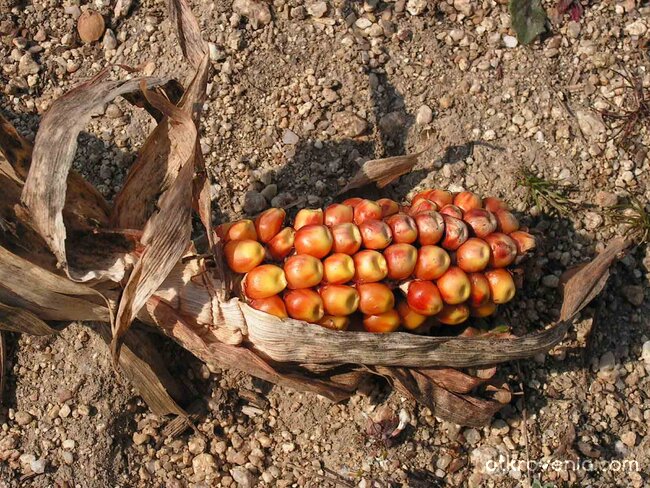 спомен от лятото