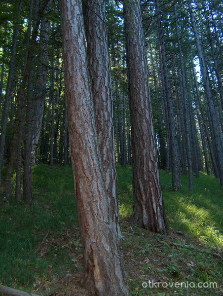някъде из Велинград /пеизажи и елитни черборови насъждения/