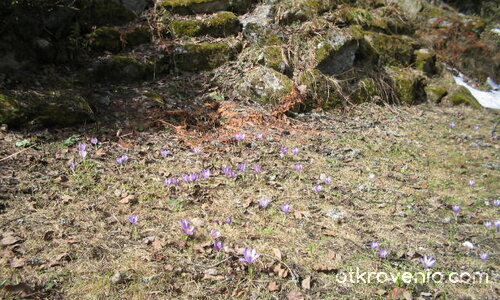 Първа пролет??