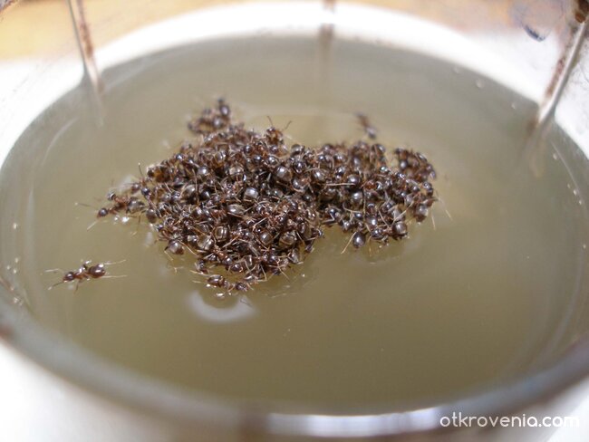 островът на спасението...