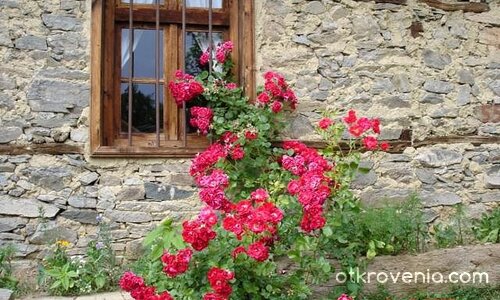 пак Без име :)