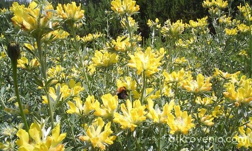 Smaointe (Мисли в жълто)