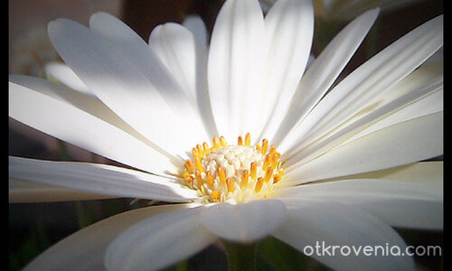 чиста красота