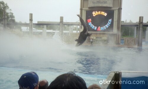 Волният Willy