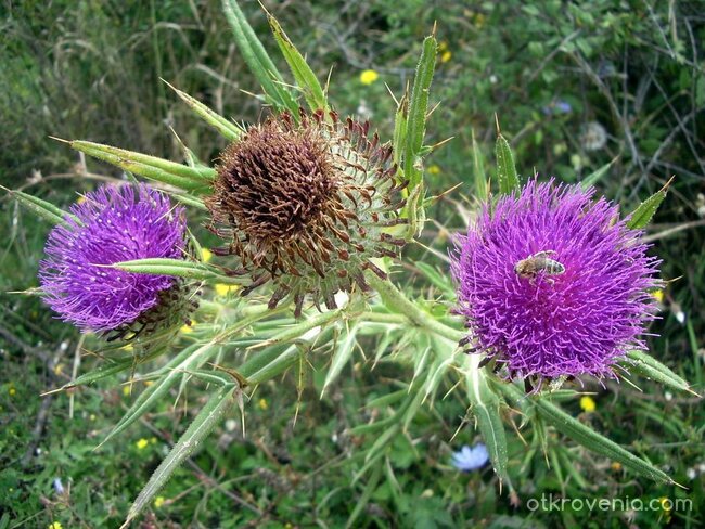 Три в едно неочаквано бодлива комбинация