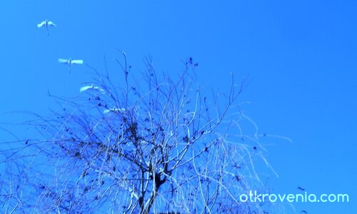 Дивите лебеди