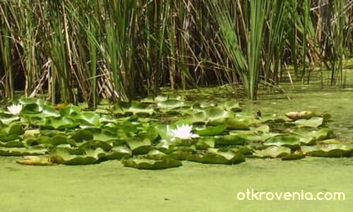 Водна лилия