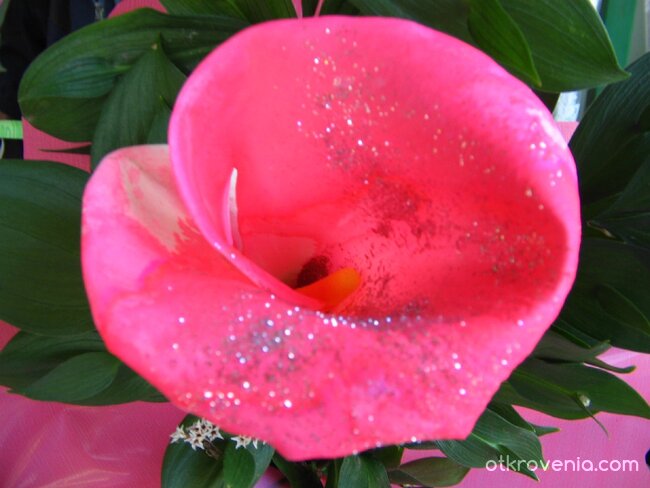 Цветна феерия