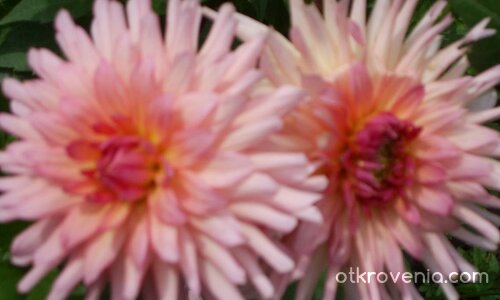 Светът е за двама...